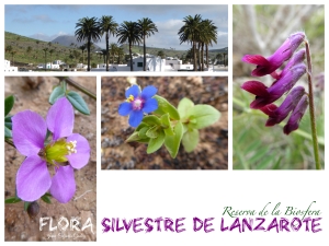Flora silvestre de Lanzarote
